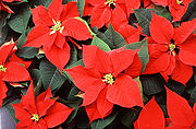 The poinsettia is a short-day plant, requiring two months of long nights prior to blooming.